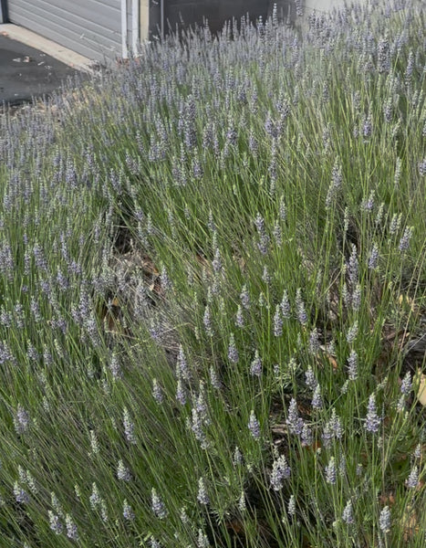 MBP- How to Grow Lavender