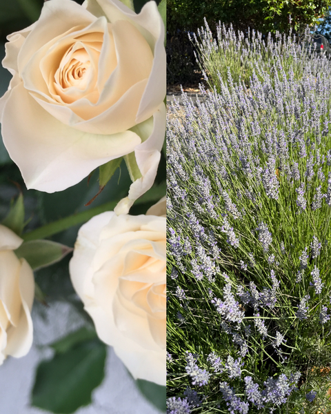 MBP- Roses & Lavender
