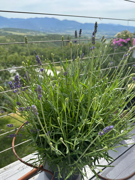 MBP- Finally Summer (Lavender Edition)