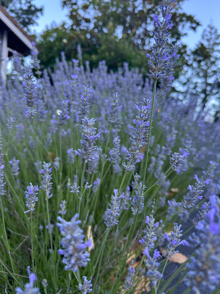 MBP- No Stress, Only Lavender